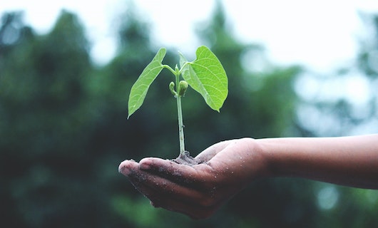 Menschliche Hand, auf der eine Jungpflanze platziert ist.