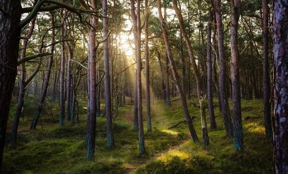 Ein Wald mit Sonnenstrahlen